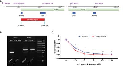 Glutathione S-Transferase Alpha 4 Promotes Proliferation and Chemoresistance in Colorectal Cancer Cells